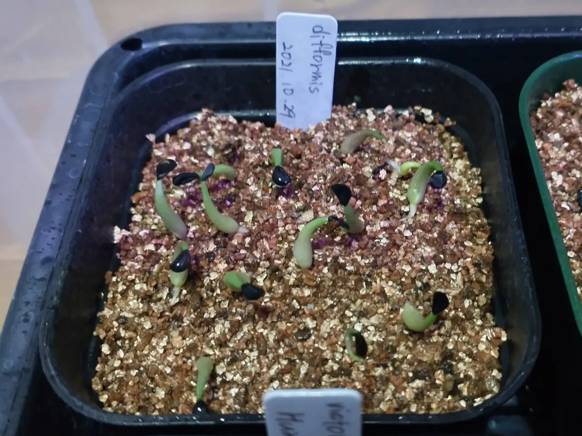 Agave difformis (アガベ ディフォルミス)