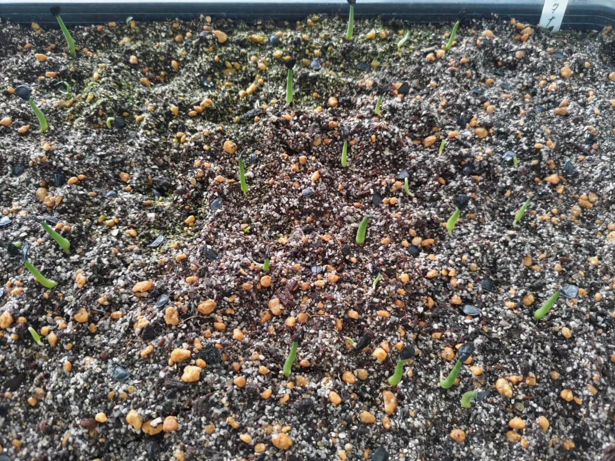 Agave montana (アガベ モンタナ)