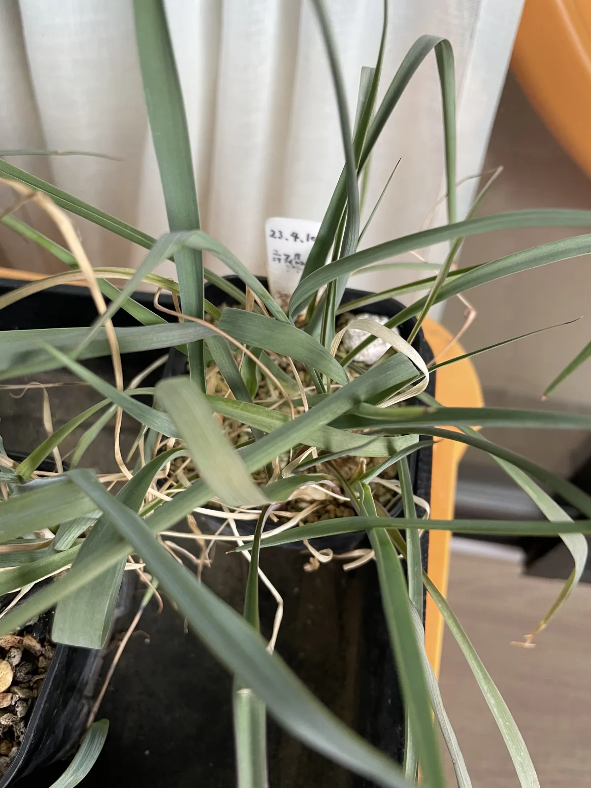 Yucca coahuilensis (ユッカ コアフイレンシスブルー)