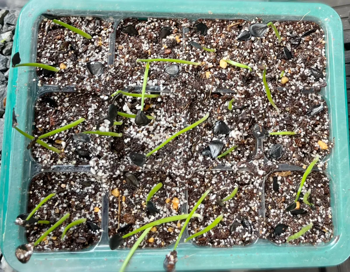 Agave americana ssp. americana (アガベ アメリカーナ)