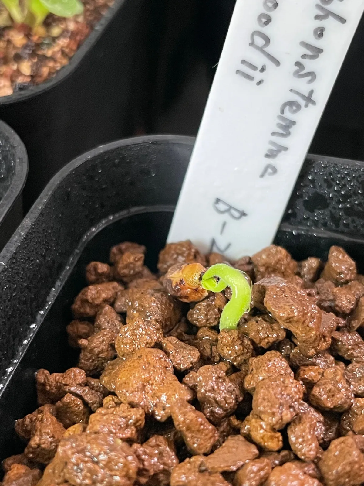 Cyphostemma woodii (キフォステンマ ウッディ)