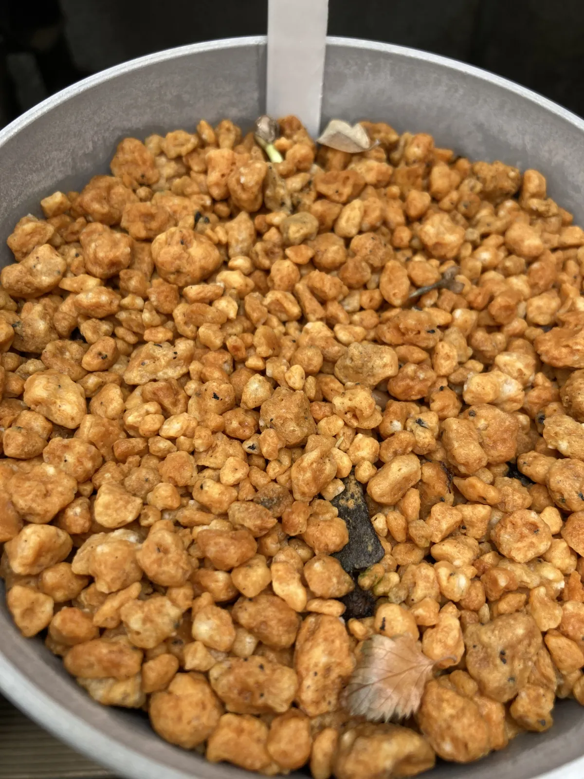 Cyphostemma juttae (キフォステンマ ユッタエ)