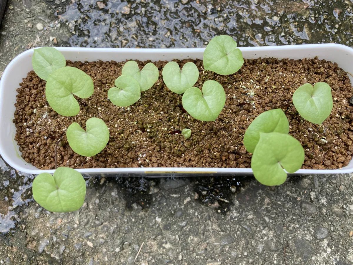 Dioscorea hemicrypta (ディオスコレア ヘミクリプタ)