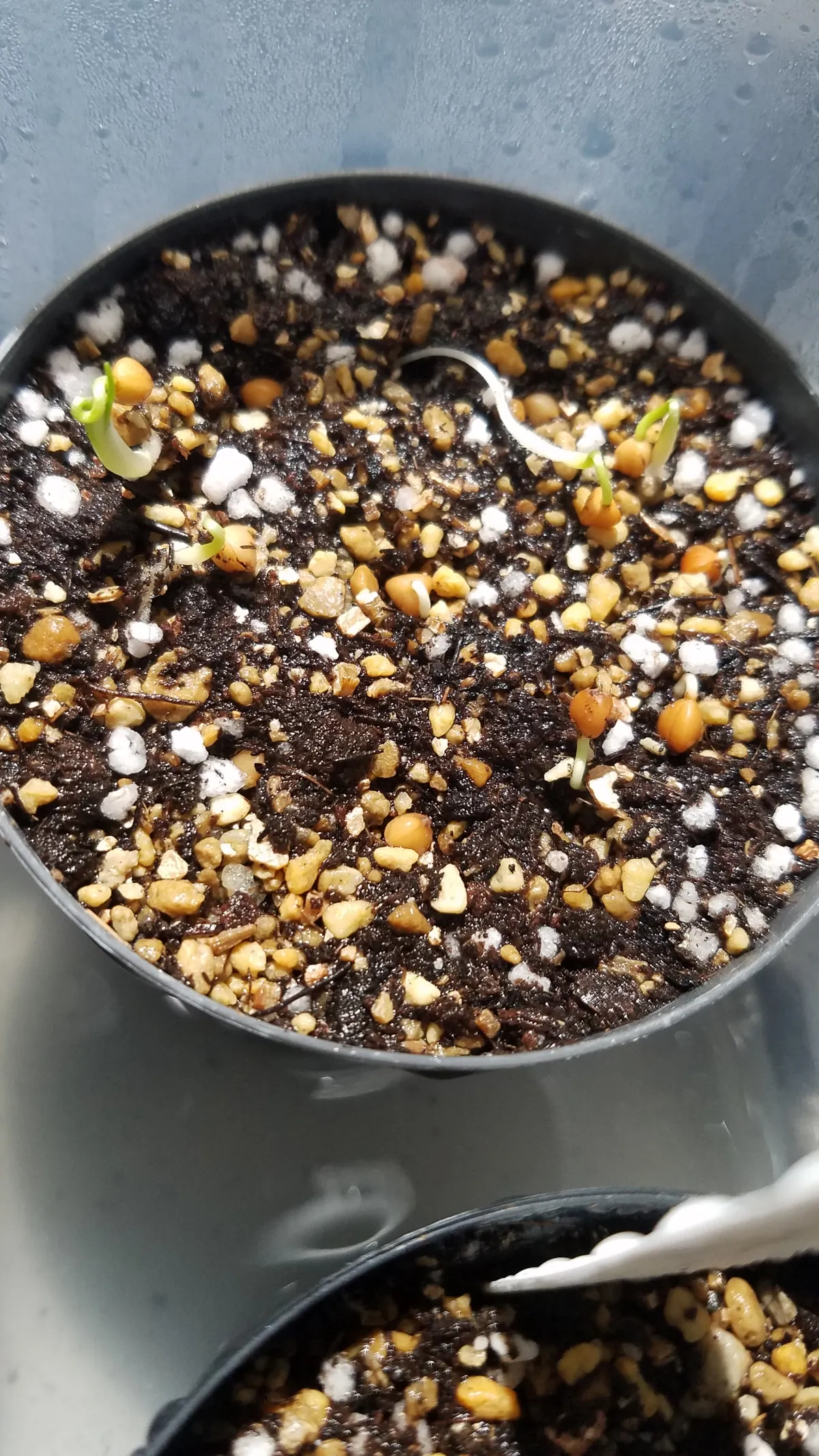 Dasylirion longissimum var. longissimum (ダシリリオン ロンギシマム)