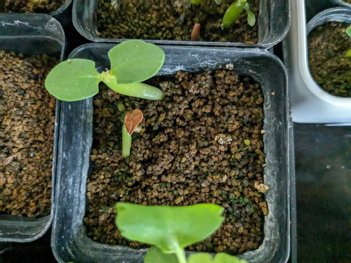 Pachypodium saundersii (パキポディウム サンデルシー 白馬城)