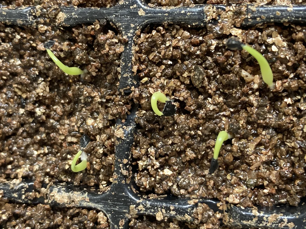 Agave stricta (アガベ ストリクタ)