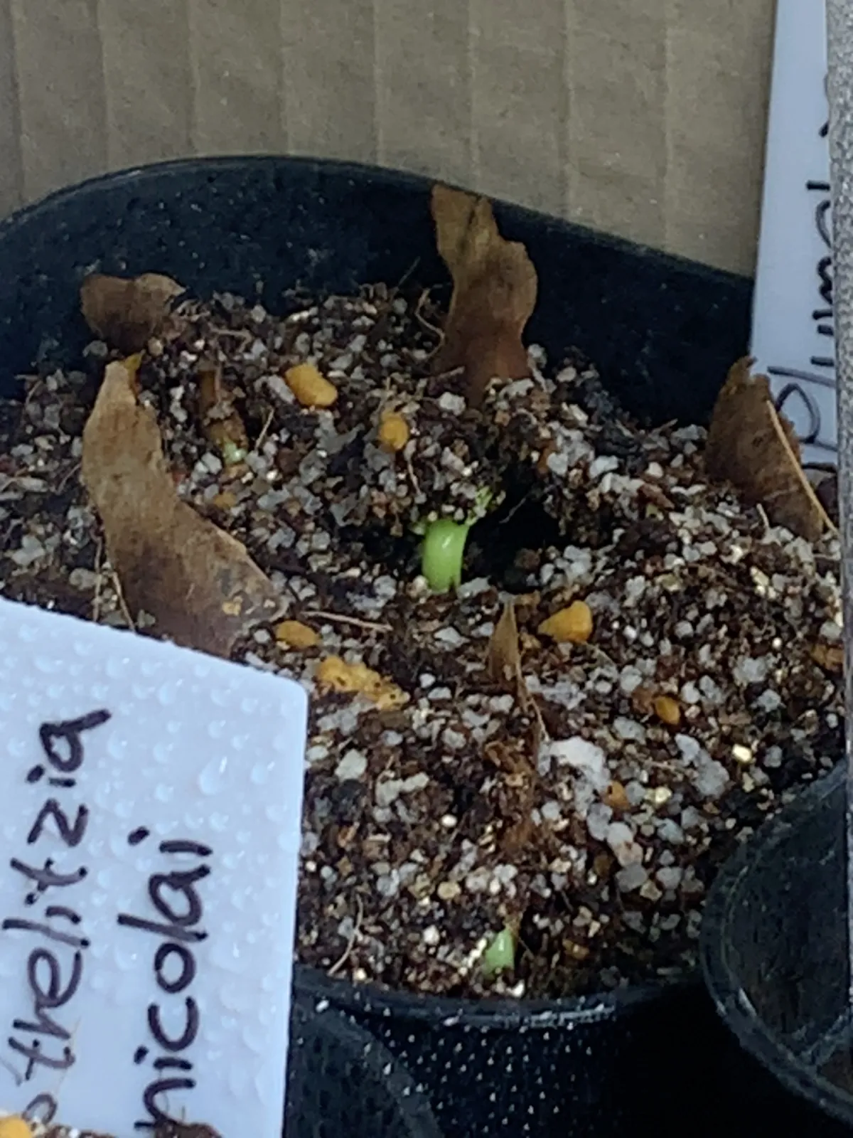 Plumeria rubra (プルメリア ルブラ)