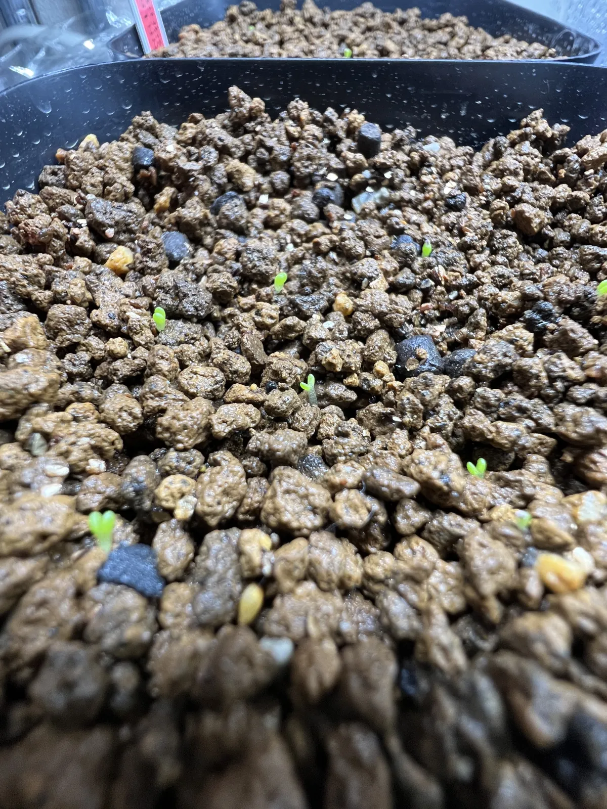 Avonia papyracea (アボニア パピラケア)