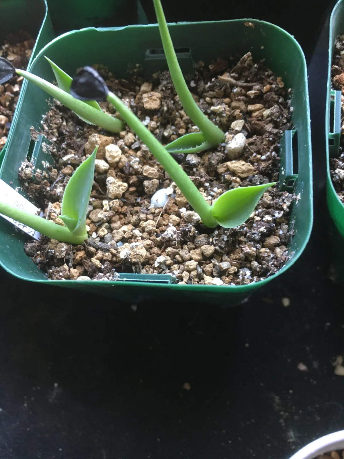 Agave seemanniana (アガベ シーマニアナ)