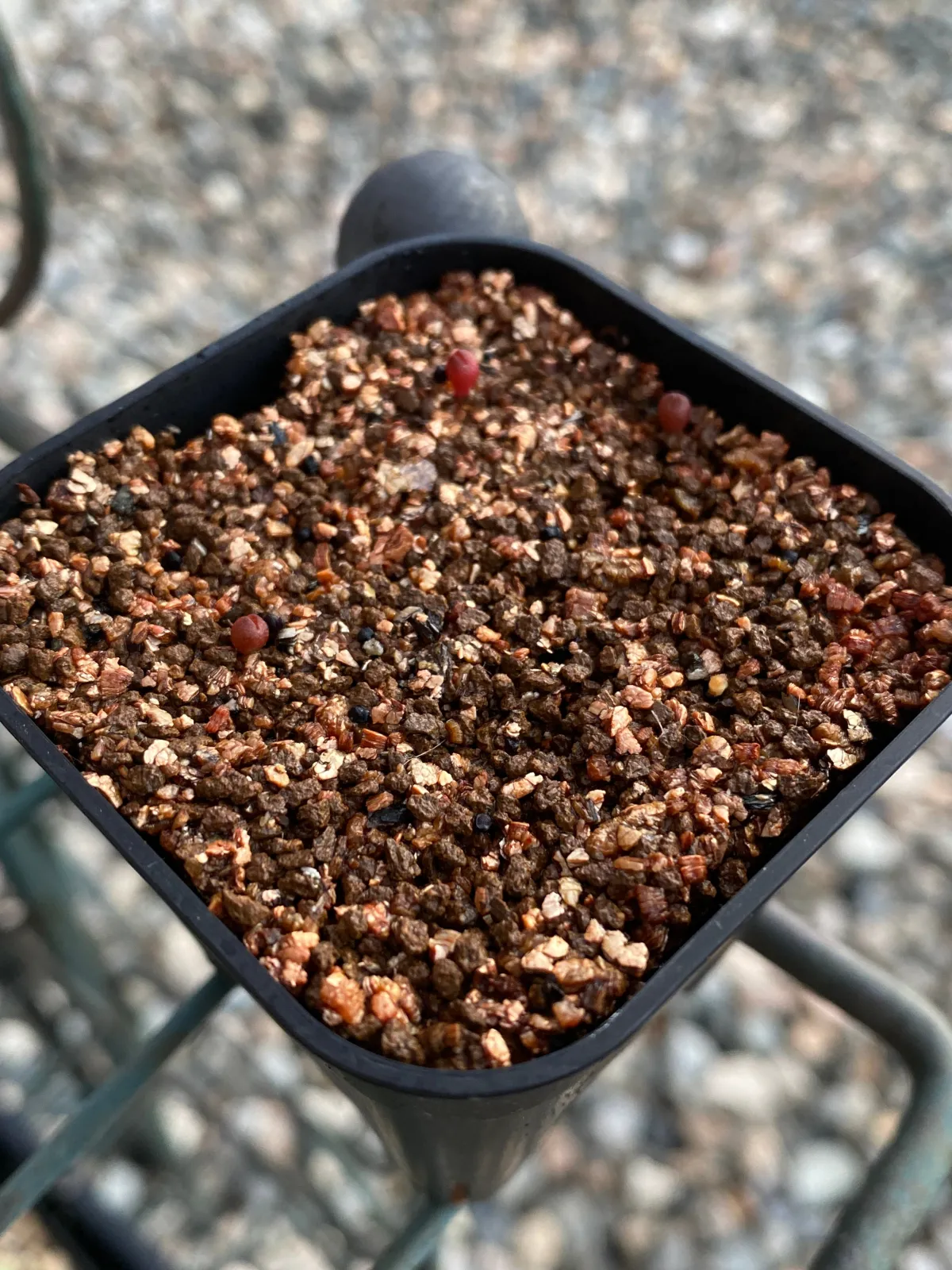 Ariocarpus fissuratus var. hintonii (アリオカルプス ヒントニー 亀甲牡丹)