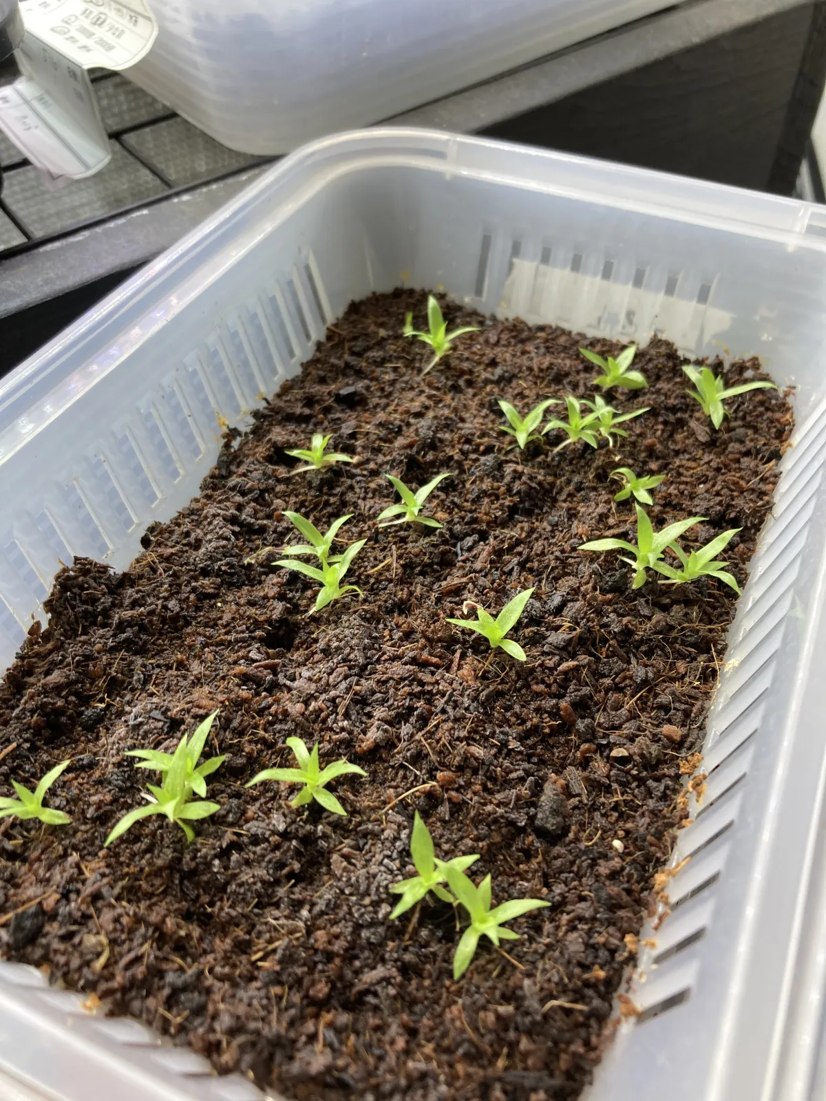 Puya mirabilis (プヤ ミラビリス)