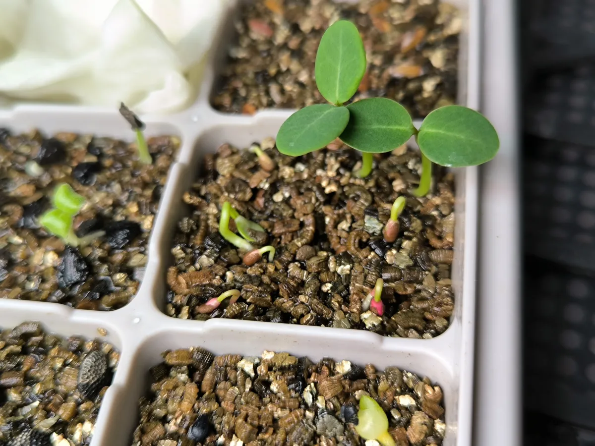 Euphorbia ankarensis (ユーフォルビア アンカレンシス)