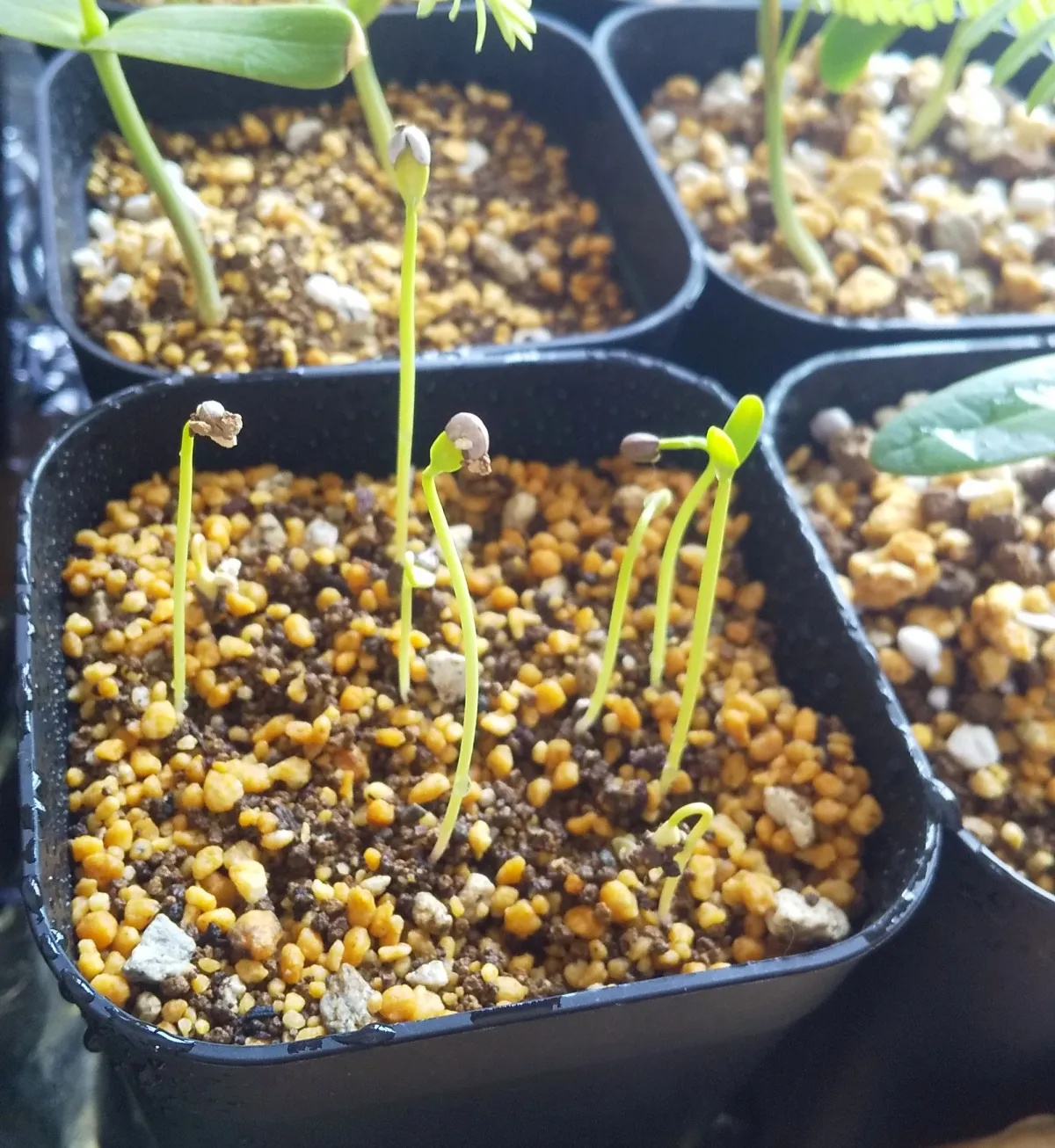 Euphorbia stenoclada subsp. stenoclada (ユーフォルビア ステノクラーダ)