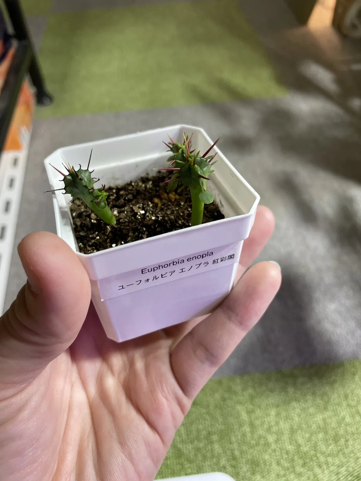 Euphorbia enopla (ユーフォルビア エノプラ 紅彩閣)