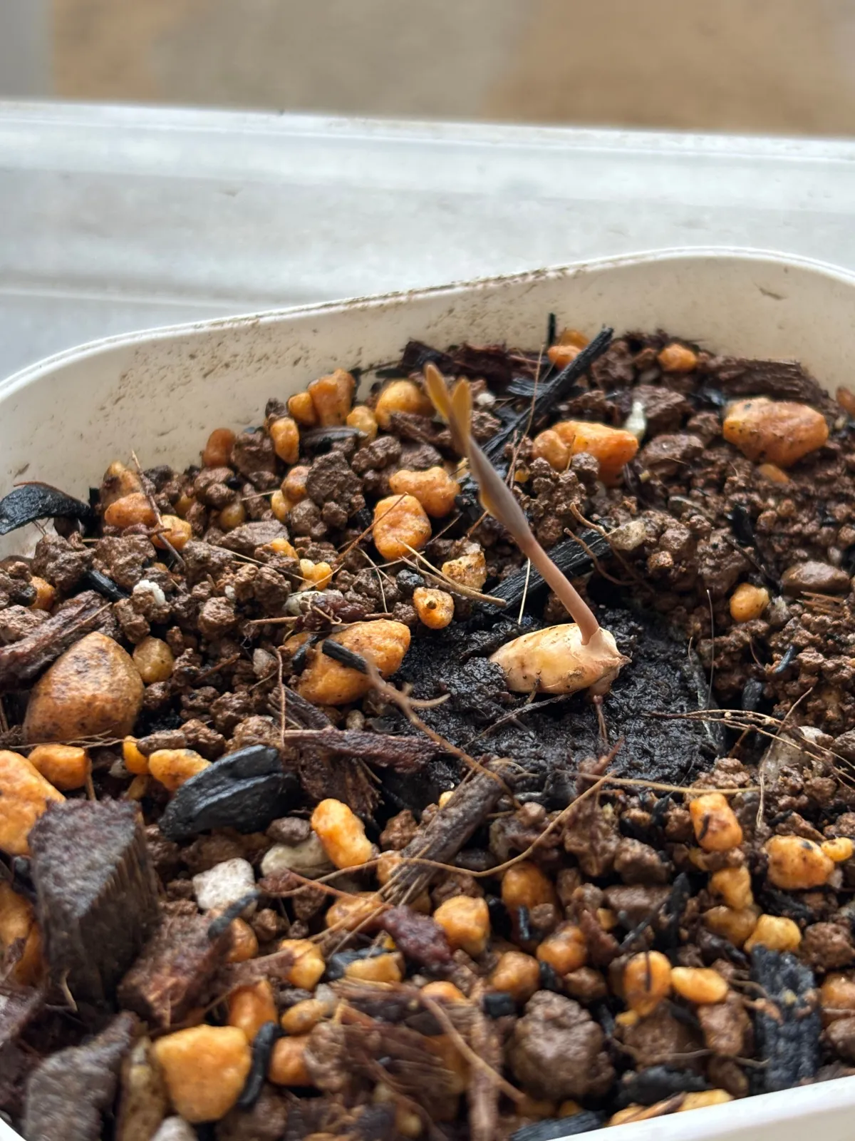 Welwitschia mirabilis (ウェルウィッチア ミラビリス 奇想天外)