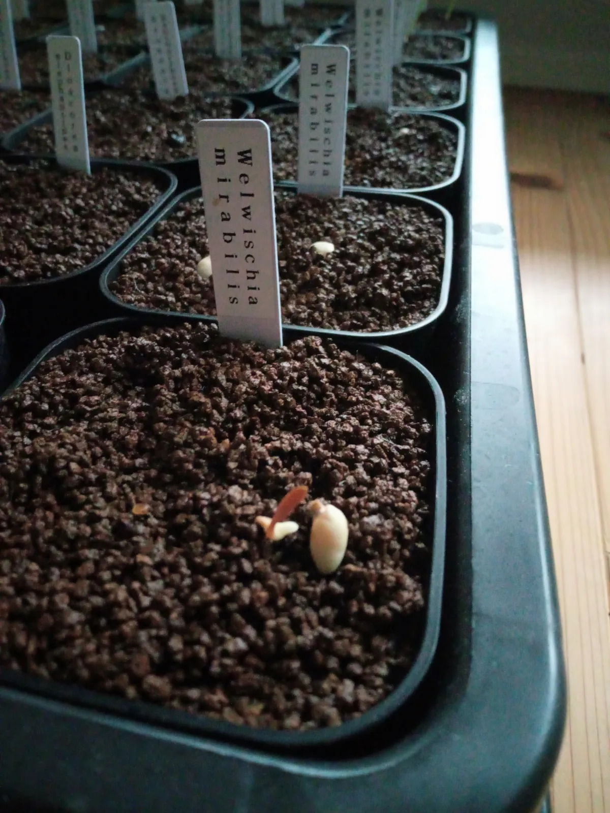 [無料種子/発芽難ロット] ウェルウィッチア ミラビリス 奇想天外 Welwitschia mirabilis