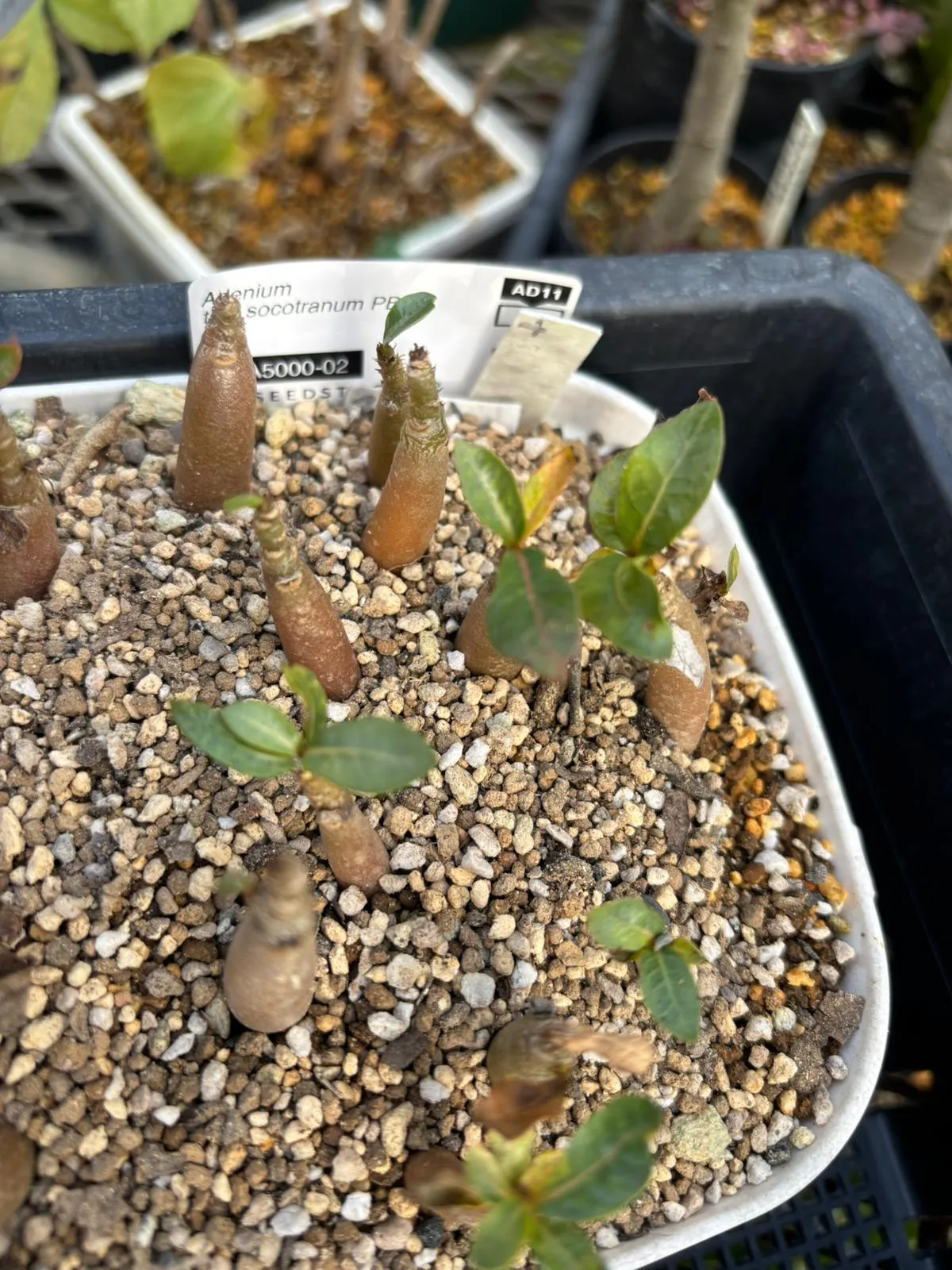 Adenium obesum (アデニウム タイ ソコトラナム)