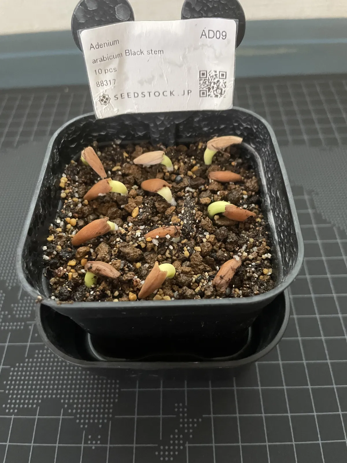 Adenium arabicum Black Stem (アデニウム アラビカム ブラックステム)