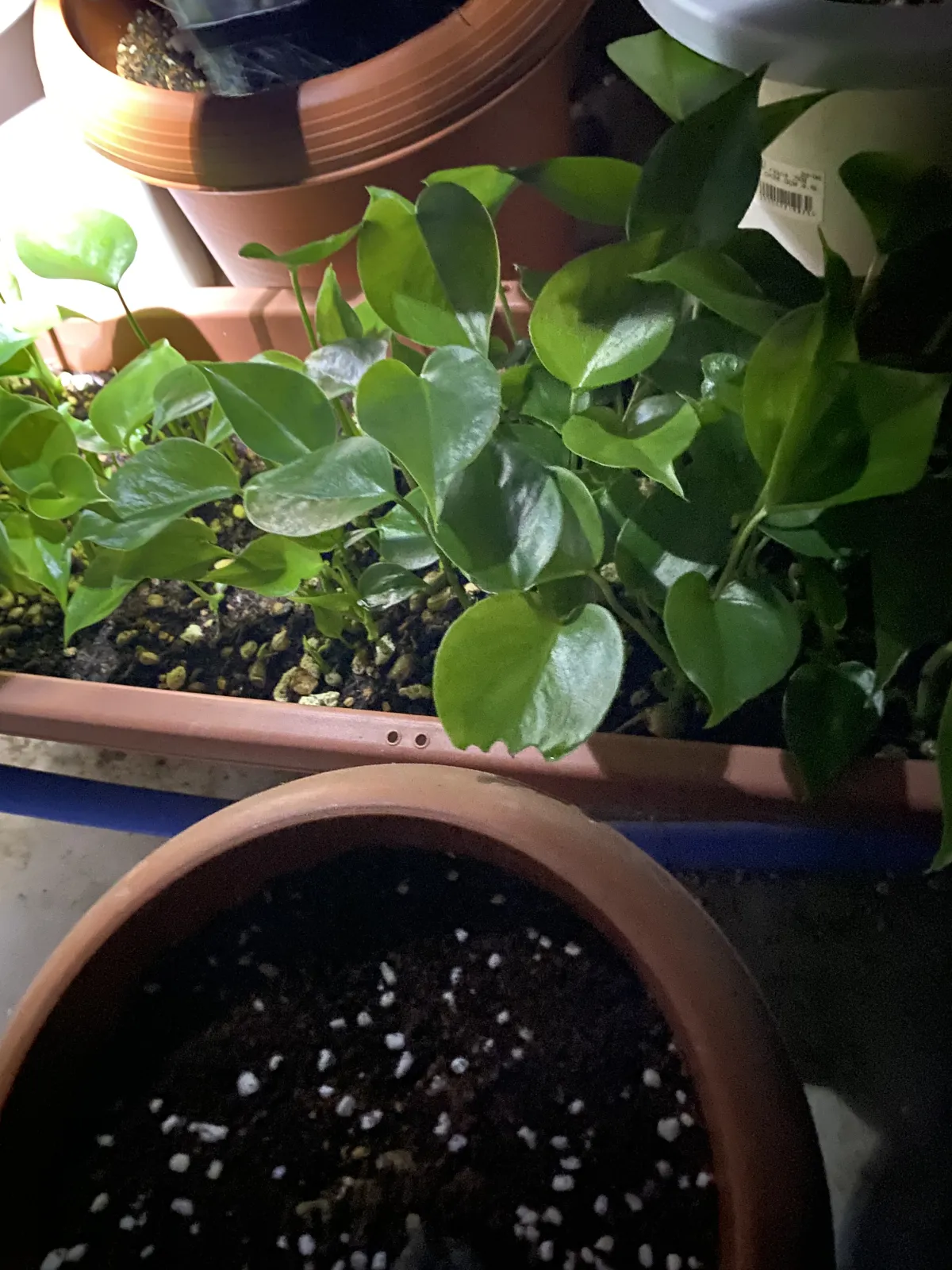 Monstera deliciosa (モンステラ デリシオーサ)