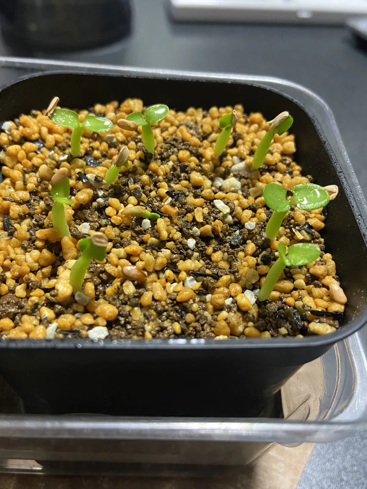 Pachypodium enigmaticum (パキポディウム エニグマチカム)