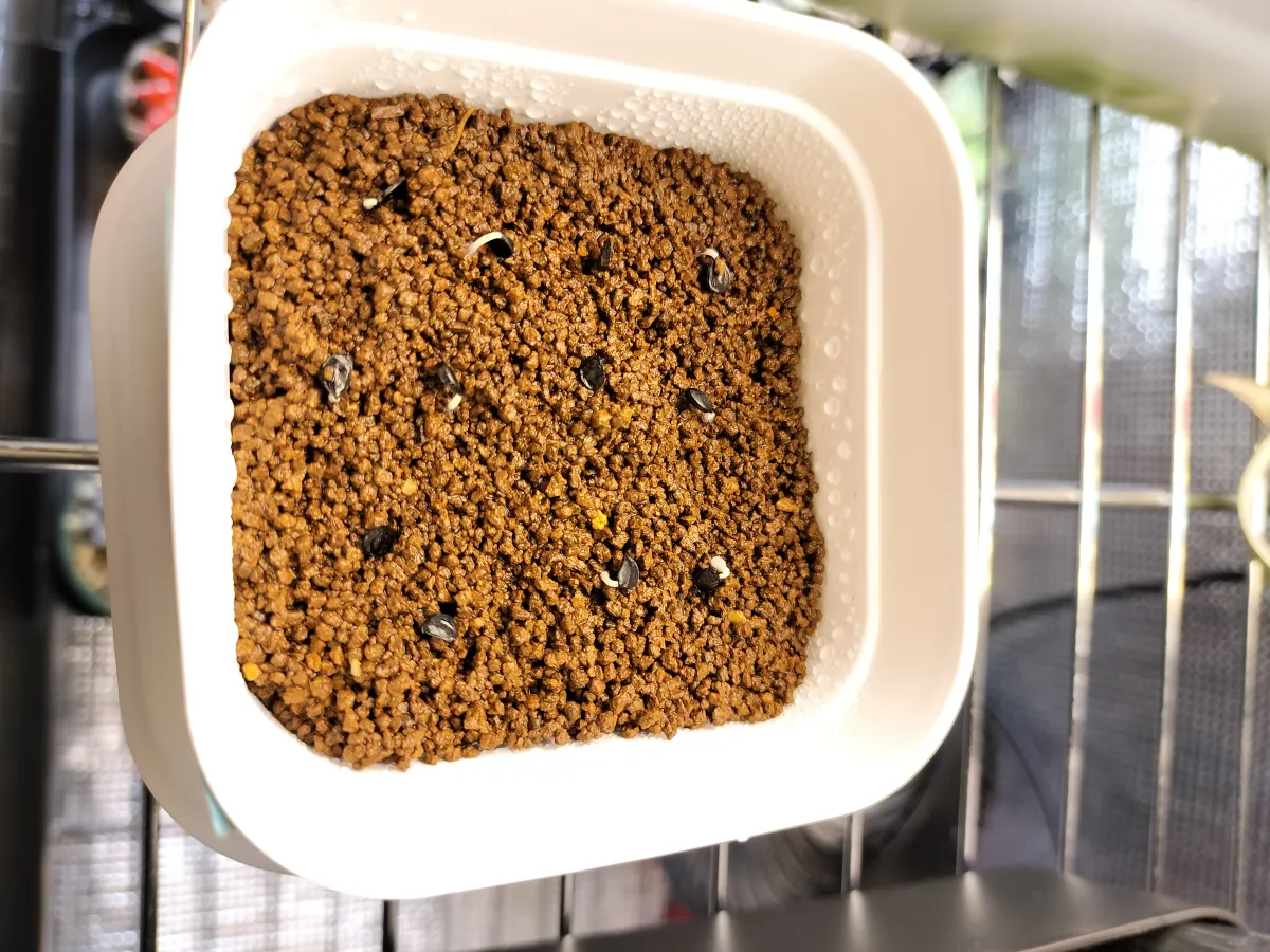 Agave utahensis var. eborispina 'Corkscrew' (アガベ ユタエンシスコークスクリュー)