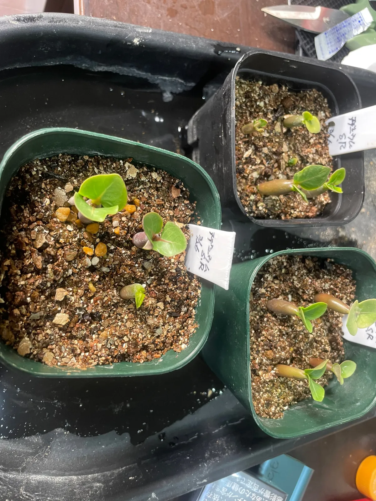 Adenium obesum Super red (アデニウム Adenium DDC X Super red)