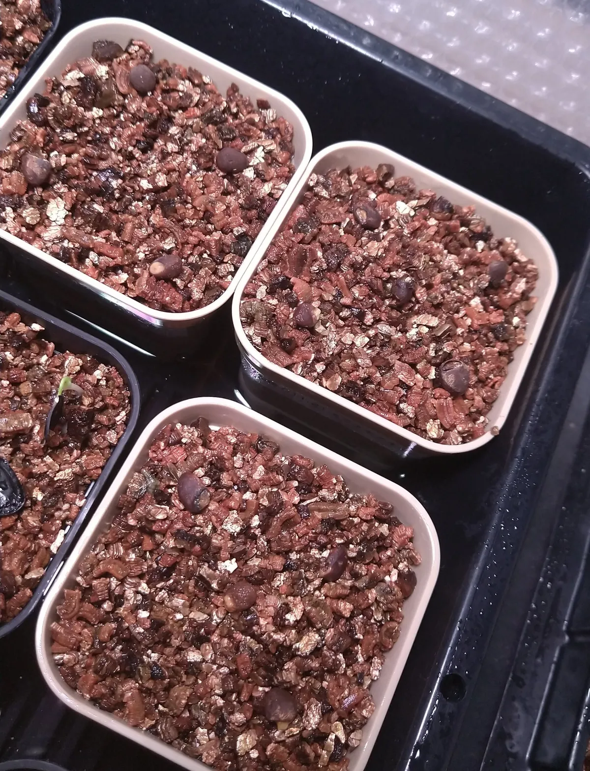 Operculicarya hyphaenoides (オペルクリカリア ヒファエノイデス2025E)