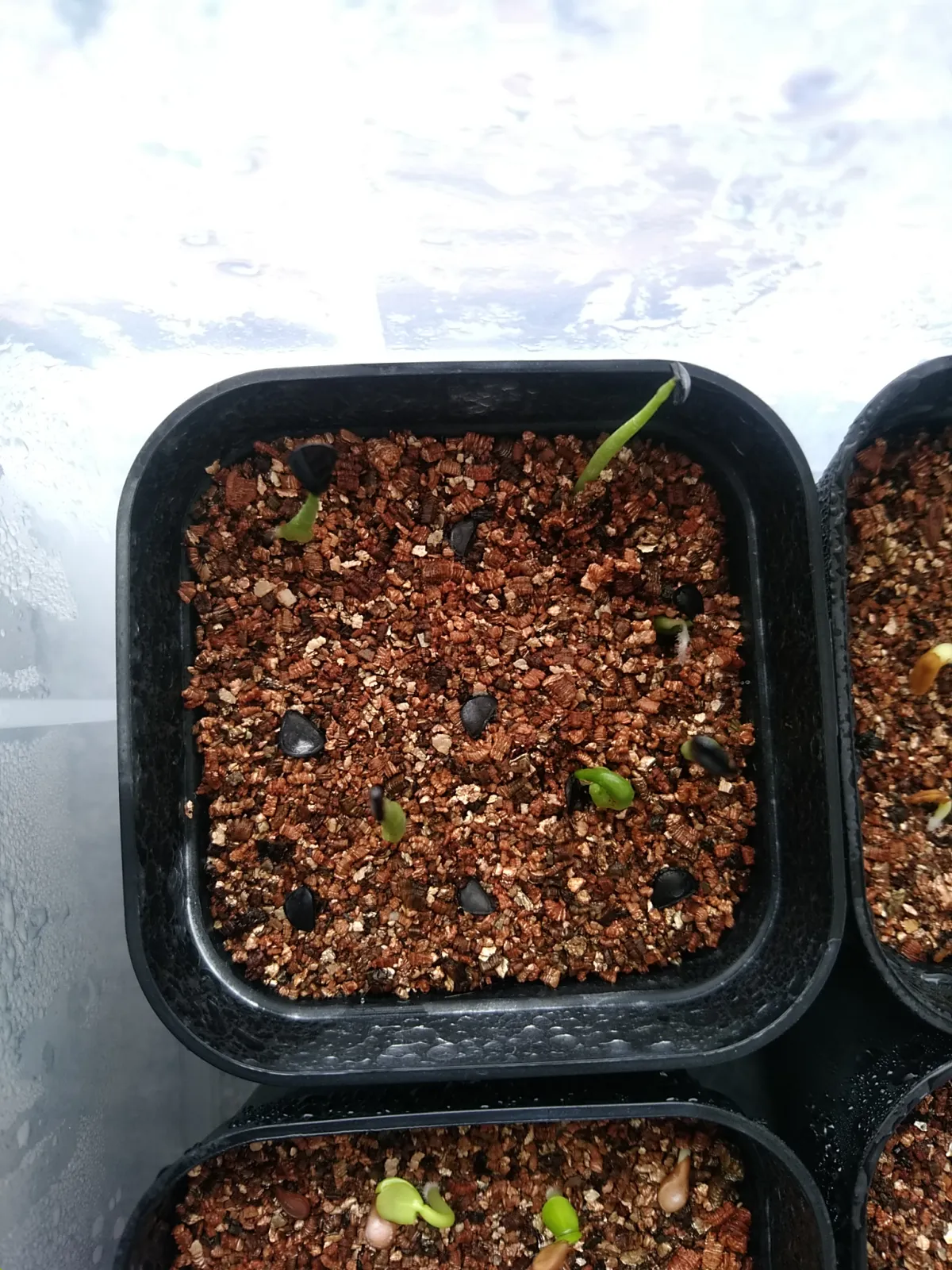 Agave mckelveyana (アガベ マッケルベヤナ)