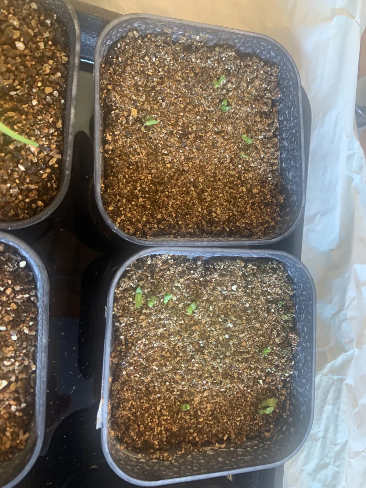 Puya dasylirioides (プヤ ダシリリオイデス)