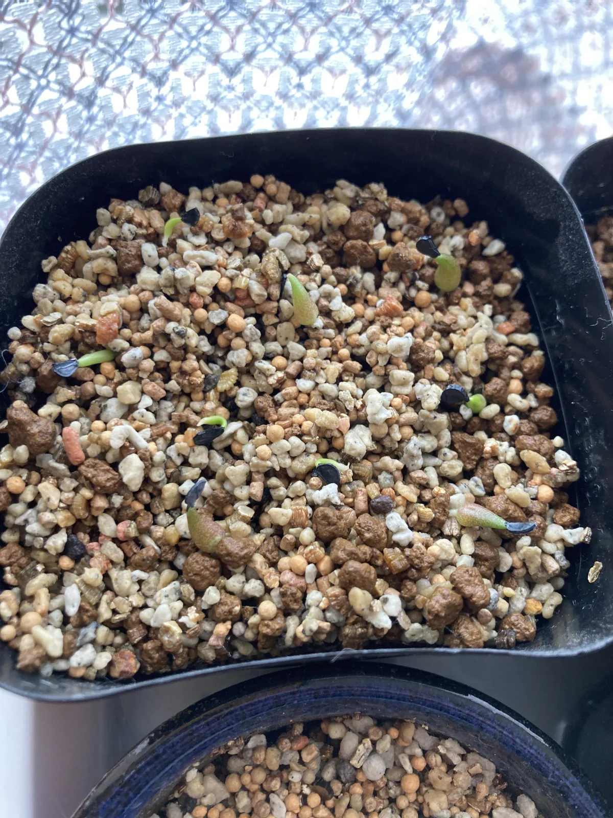 Agave oteroi (アガベ オテロイ)