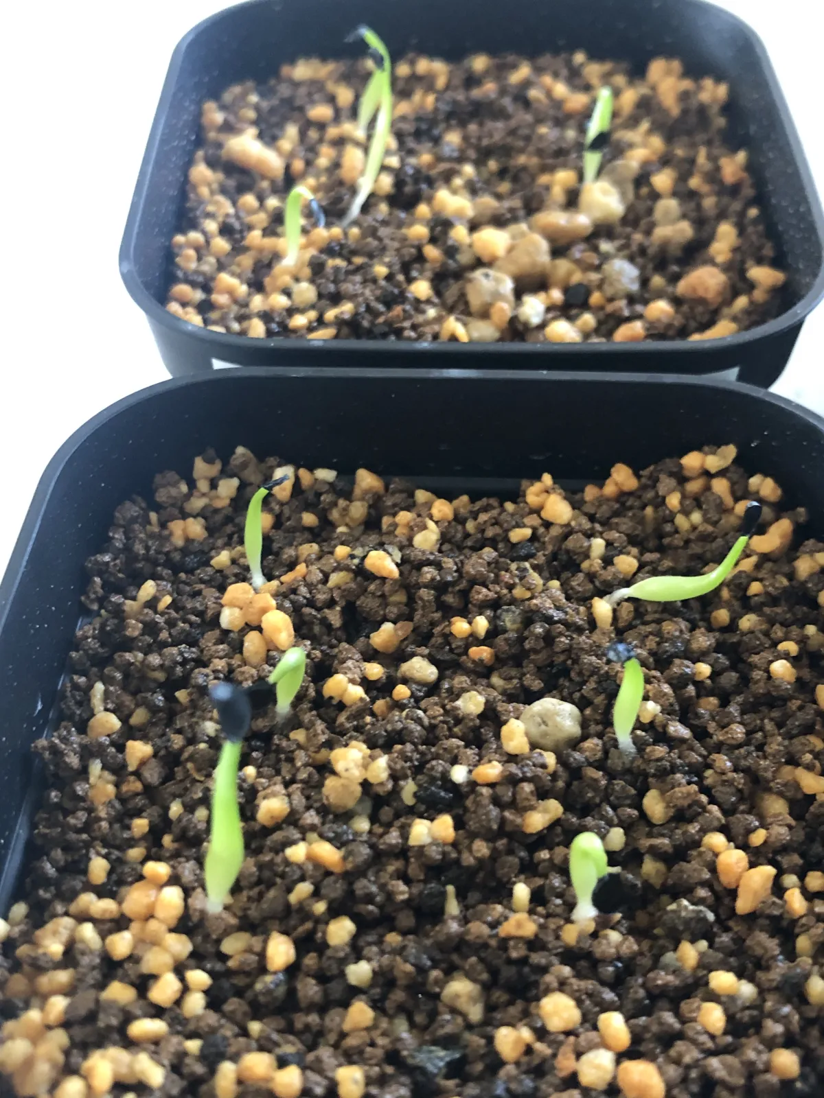 Agave oteroi (アガベ オテロイ)