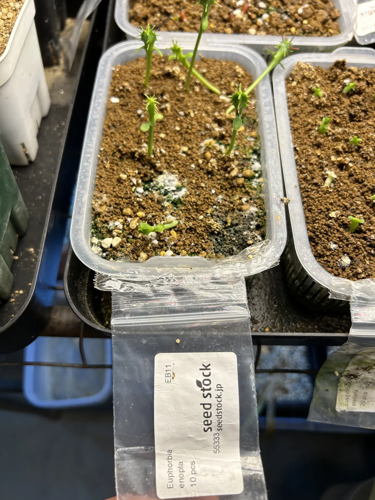 Euphorbia enopla (ユーフォルビア エノプラ 紅彩閣)