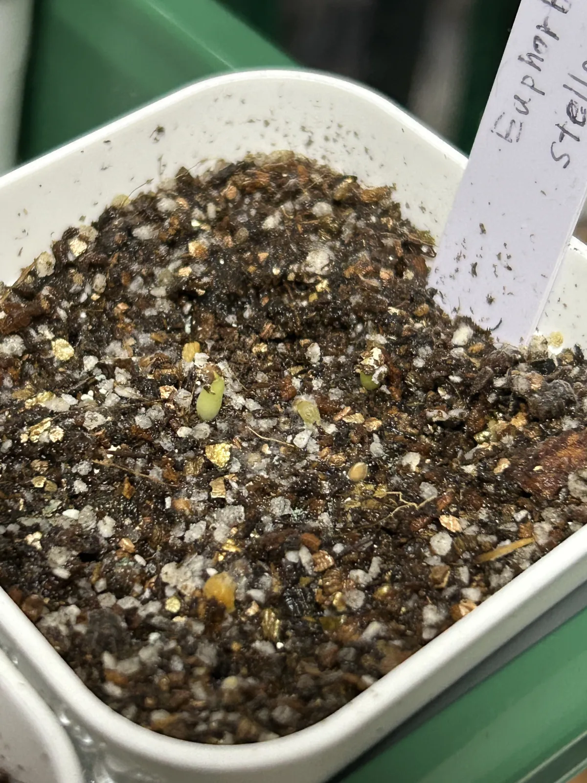 Euphorbia stellata (ユーフォルビア ステラータ 飛竜)