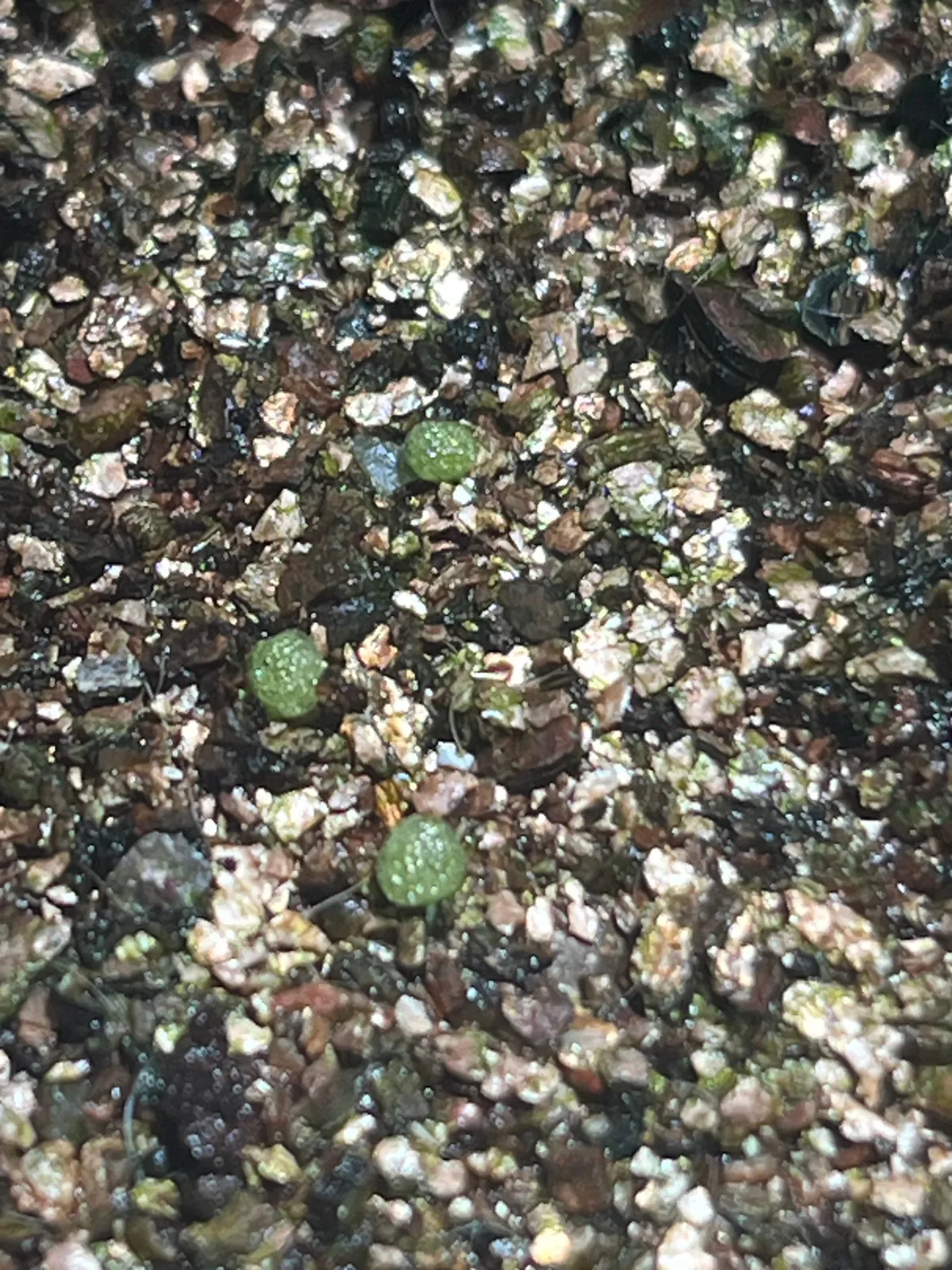 Conophytum burgeri (コノフィツム ブルゲリ)