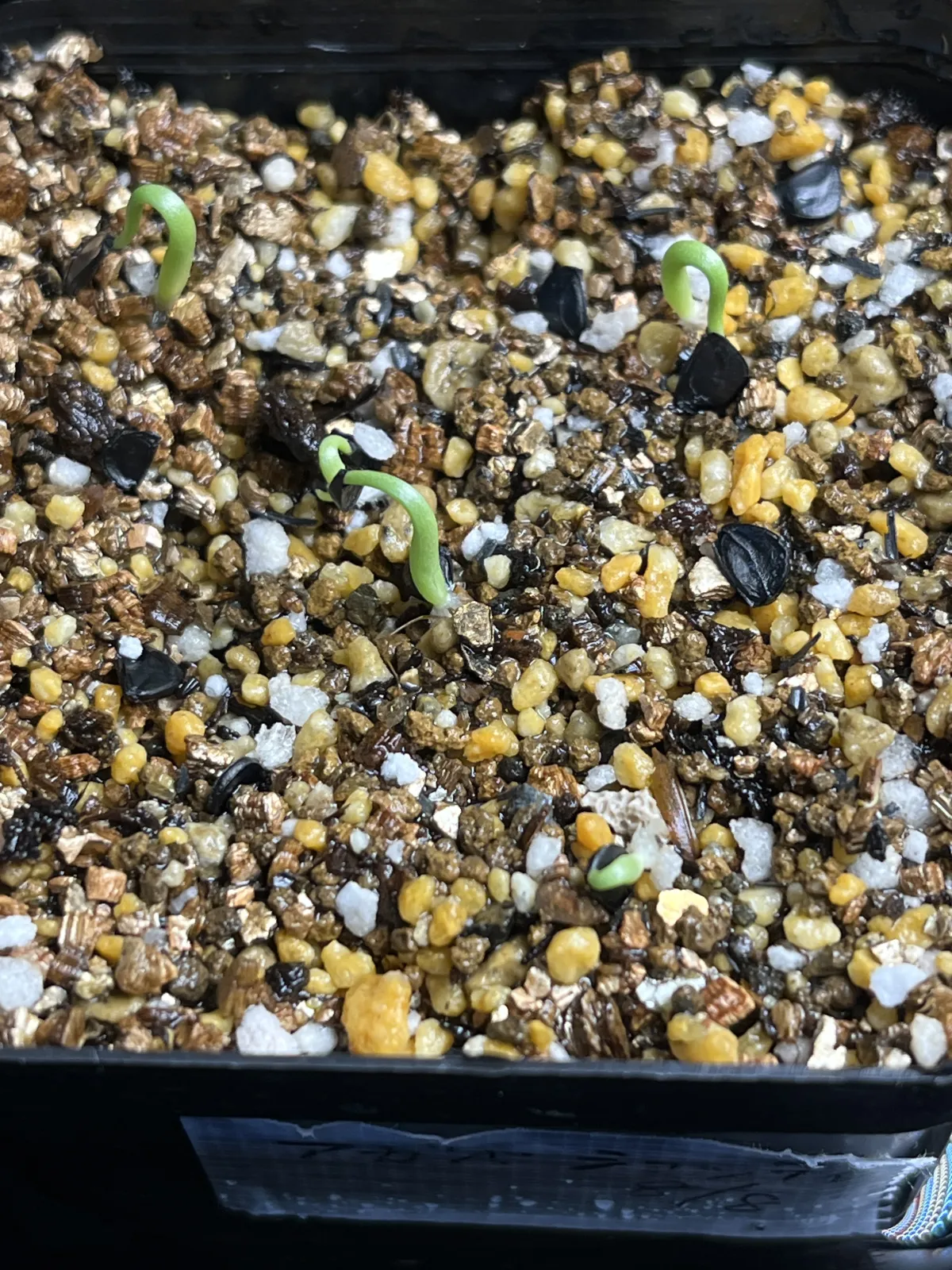 Agave schottii var. schottii (アガベ ショッティ)