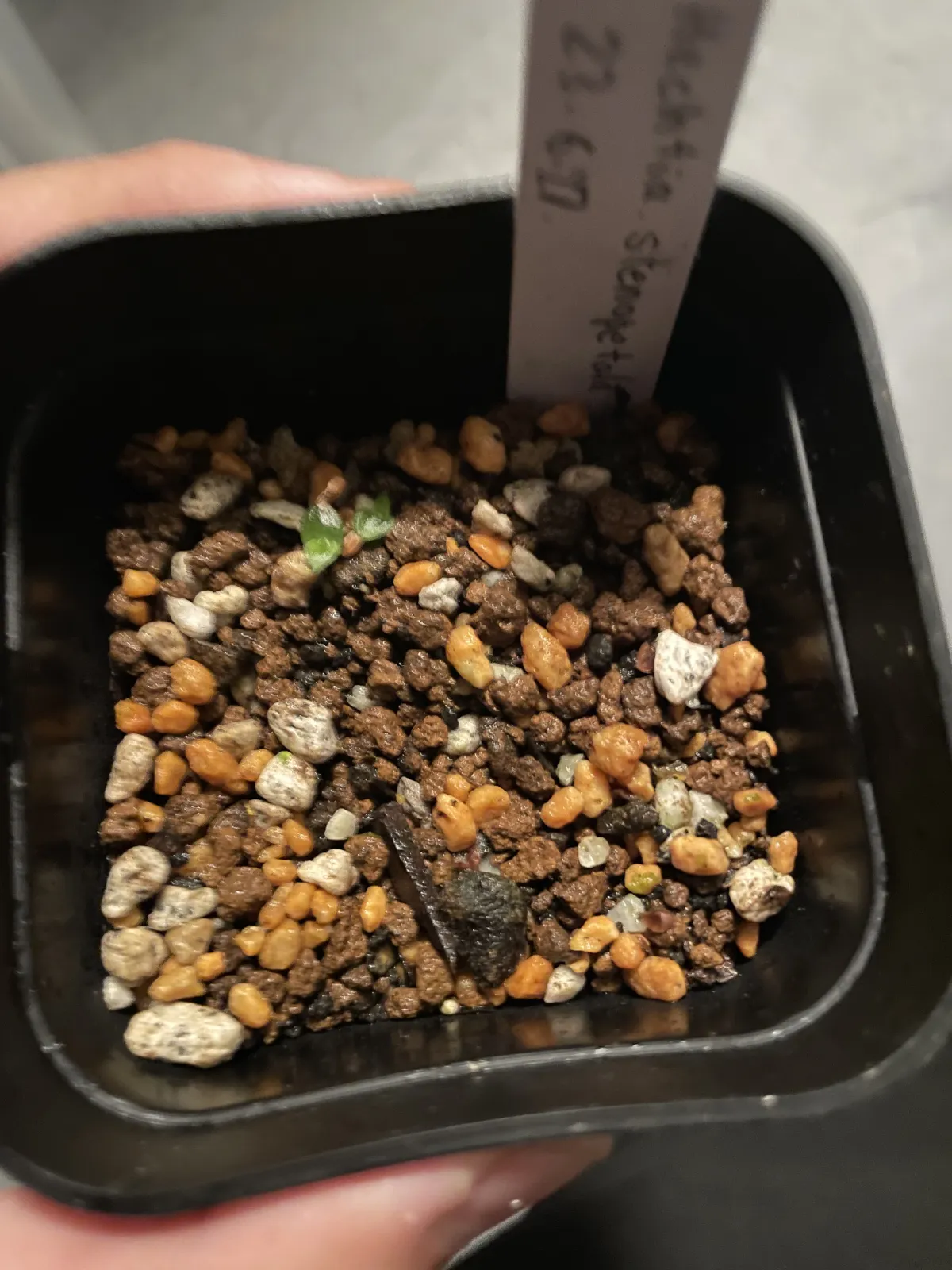 Hechtia stenopetala (ヘクチア ステノペタラ)