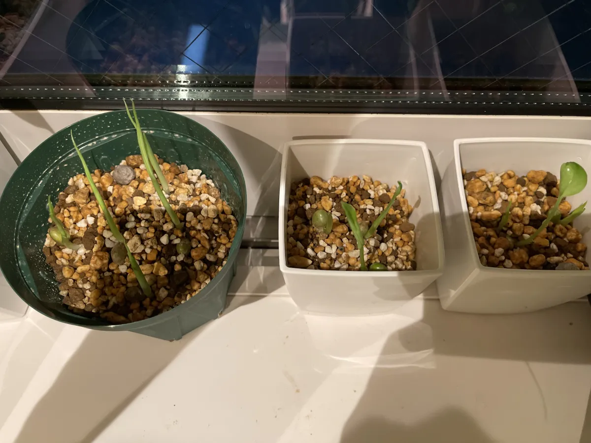 Monstera deliciosa Tauerii (モンステラ タウエリー)