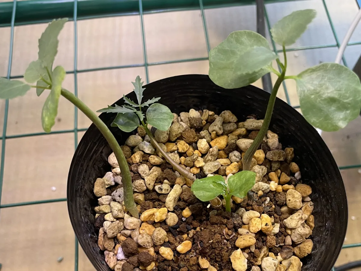 Commiphora namaensis (コミフォラ ナマエンシス)