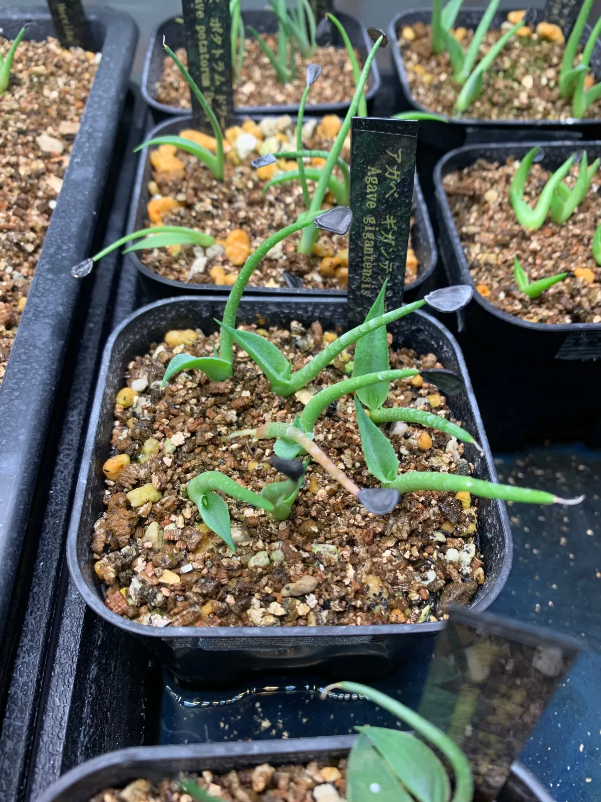 Agave gigantensis (アガベ ギガンテンシス)