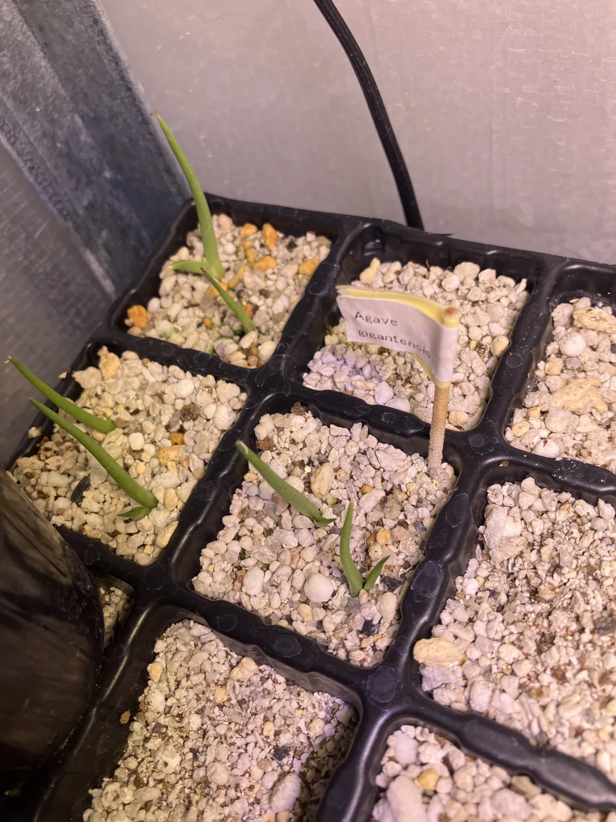 Agave gigantensis (アガベ ギガンテンシス)