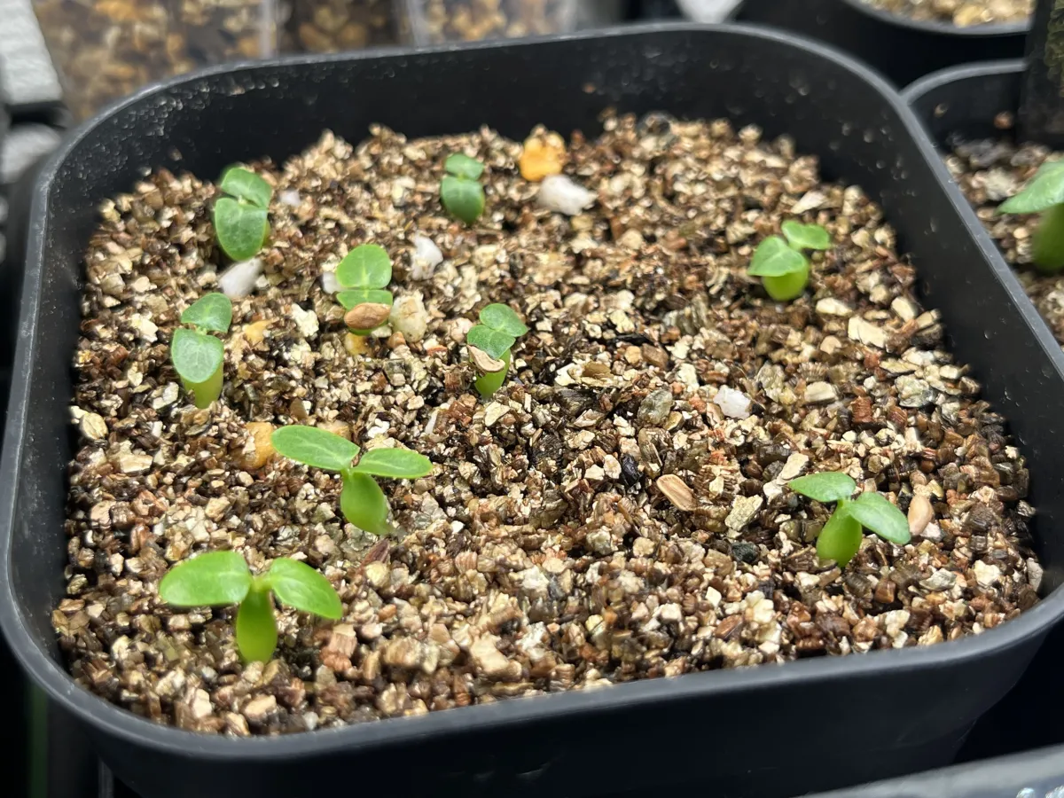 Pachypodium brevicaule subsp. leucoxanthum (パキポディウム レウコキサンツム)