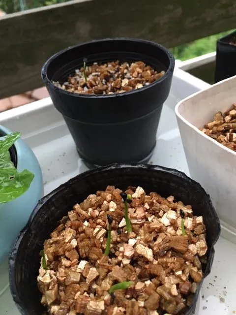 Agave chiapensis (アガベ チアペンシス)