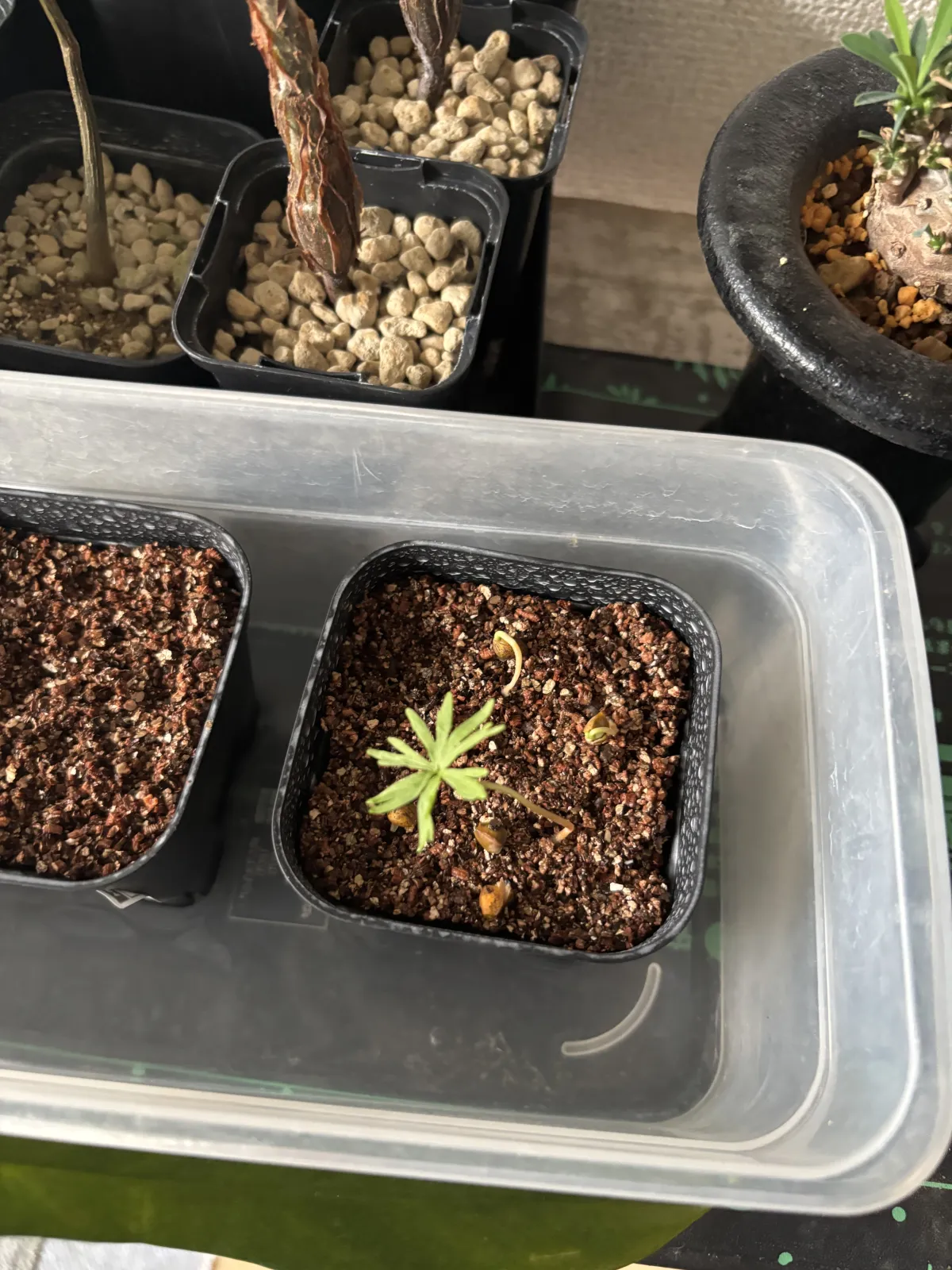 Bursera fagaroides (ブルセラ ファガロイデス)