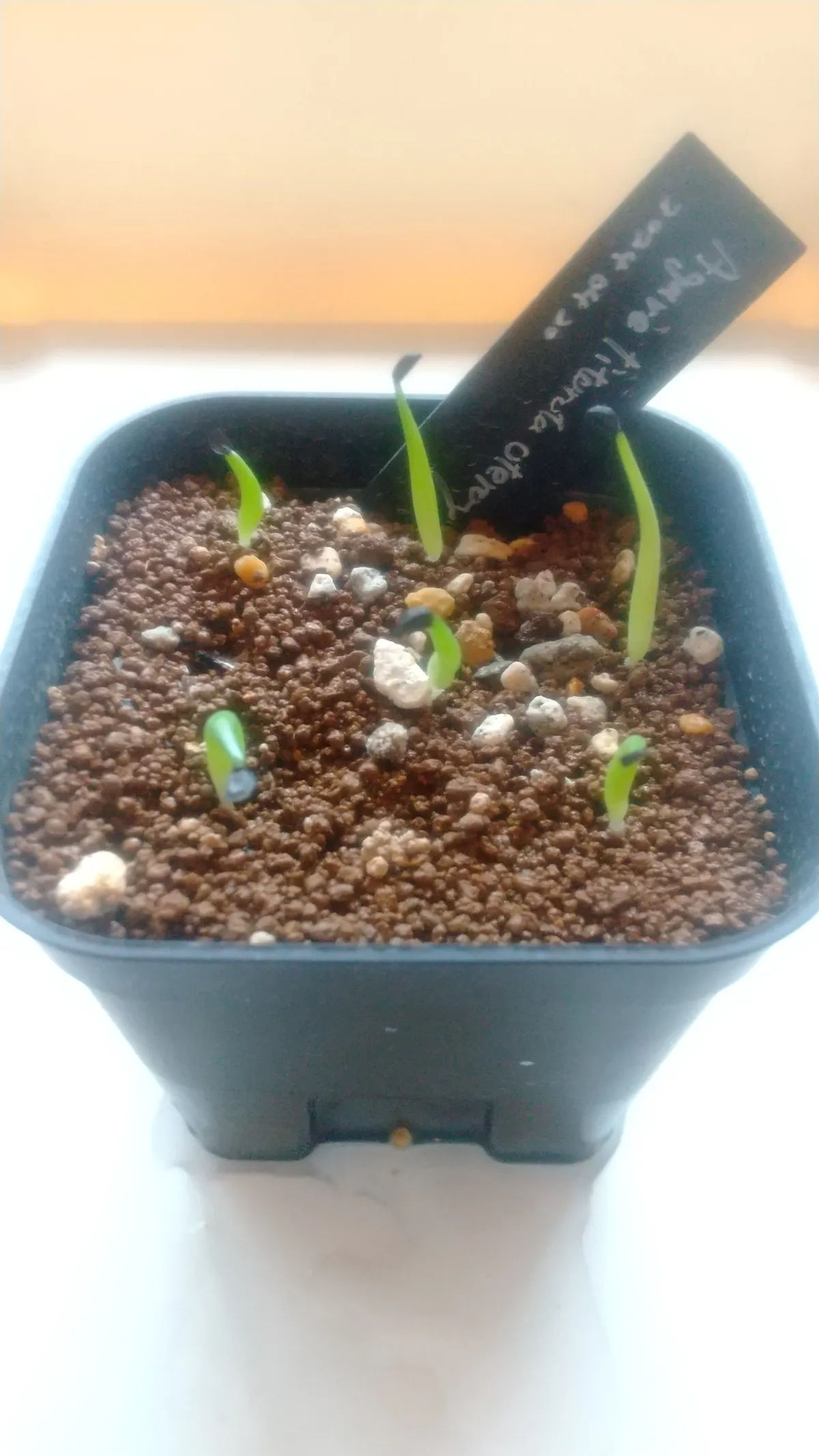 Agave oteroi (アガベ オテロイ)