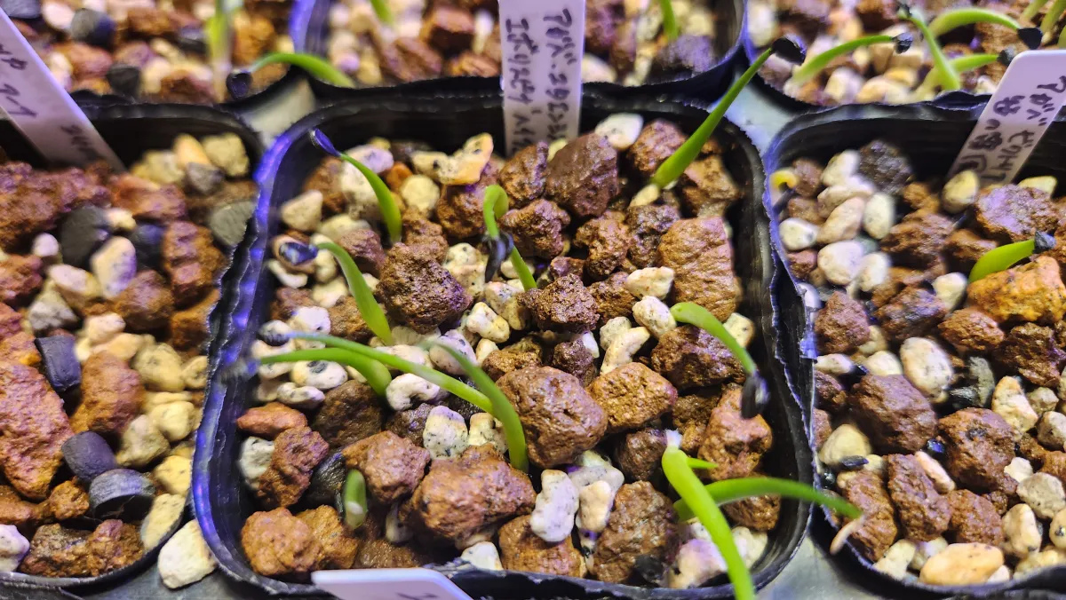 Agave utahensis var. eborispina 'Hayford' (アガベ エボリスピナ ヘイフォード)