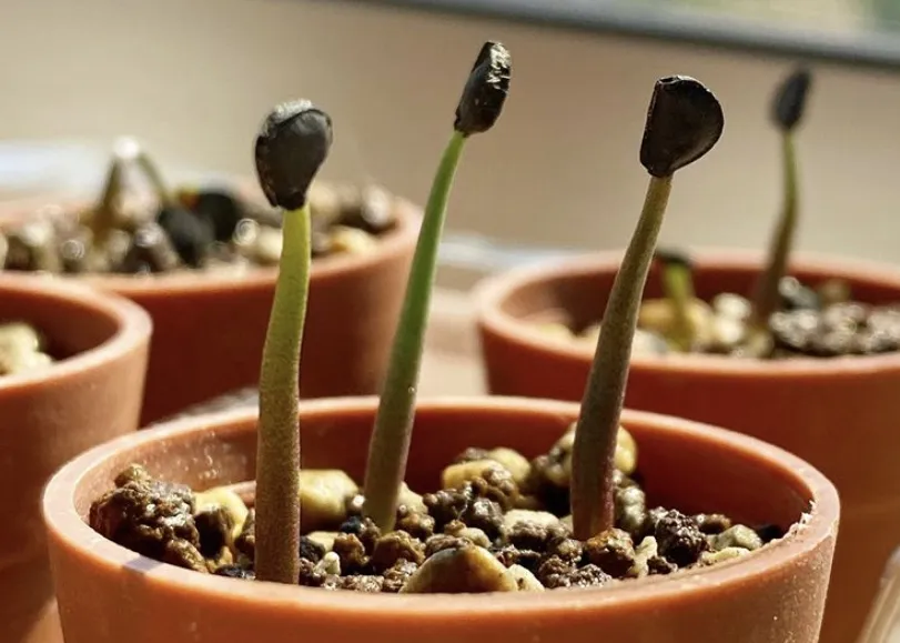 Agave durangensis (アガベ ドゥランジェンシス)