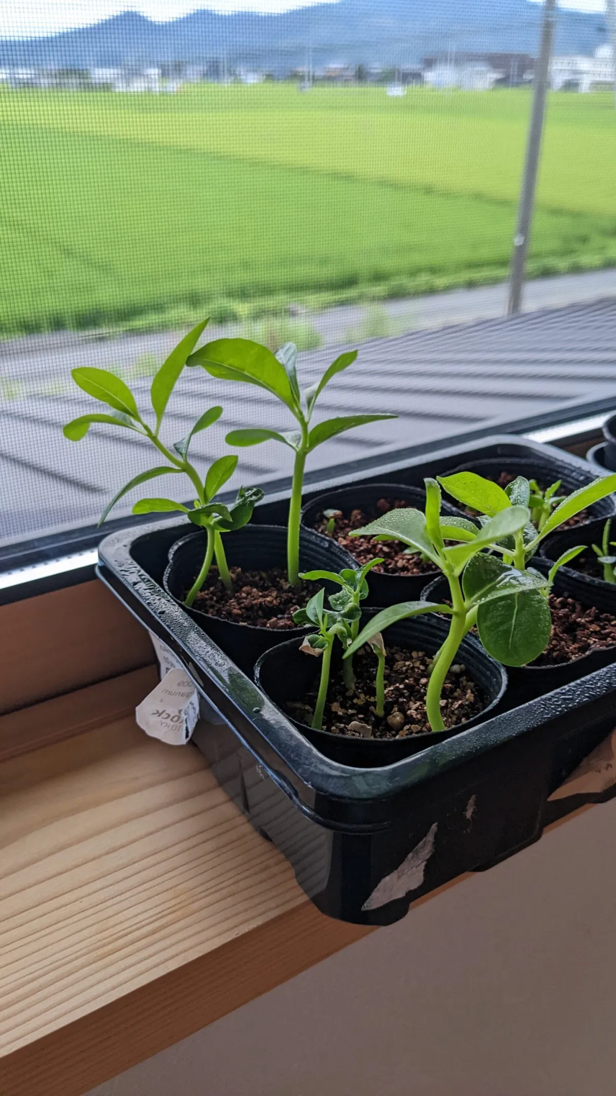 Pachypodium rutenbergianum var. rutenbergianum (パキポディウム ルテンベルギアナム)