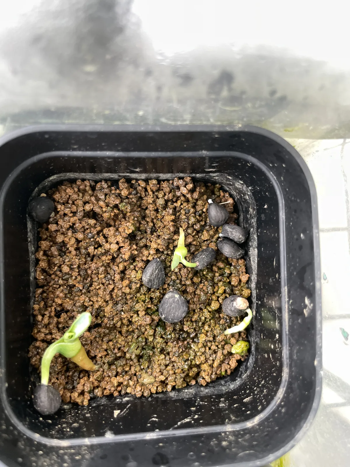 Yucca rostrata (ユッカ ロストラータ)