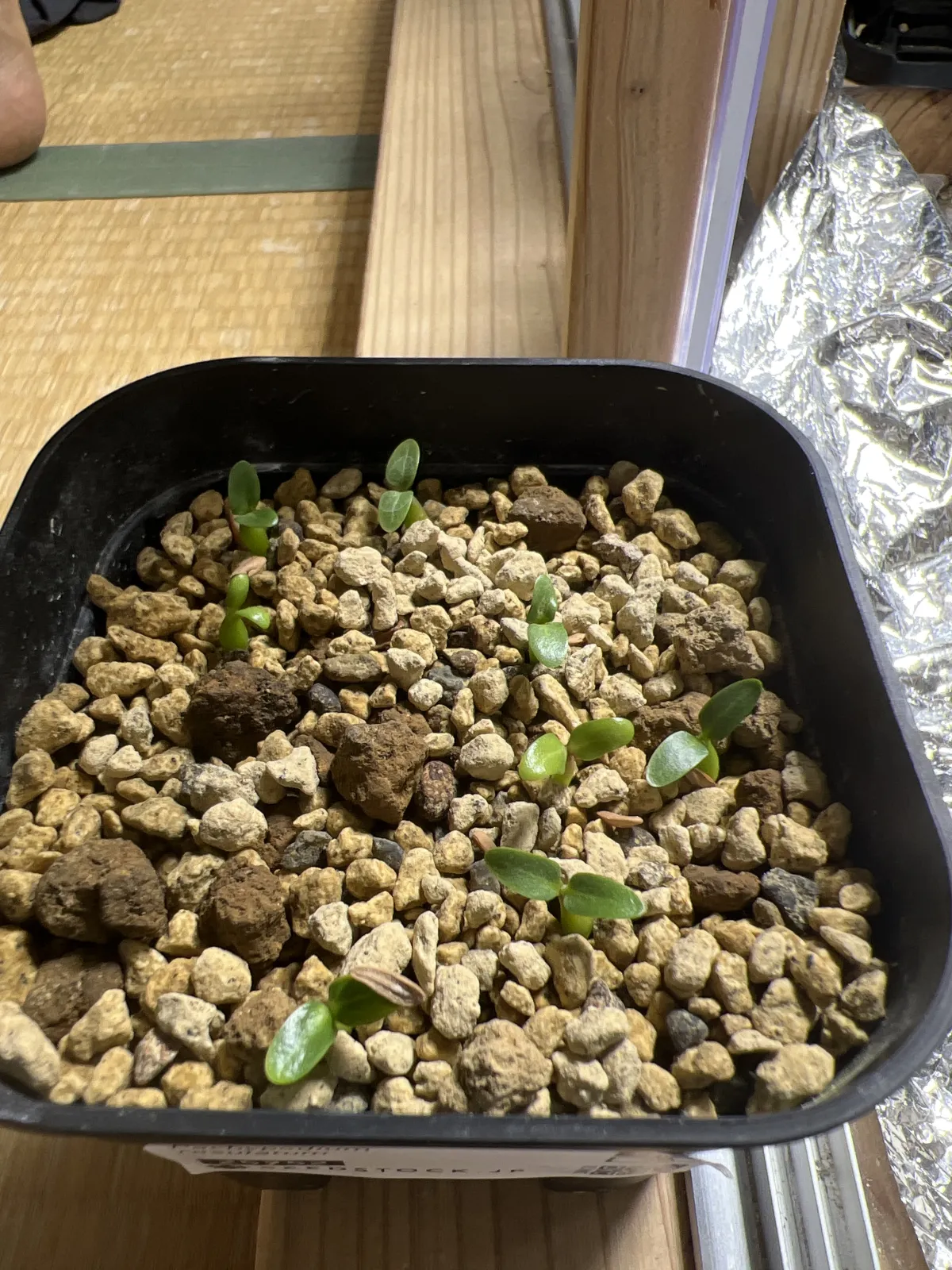 Pachypodium rosulatum (パキポディウム ロスラーツム)