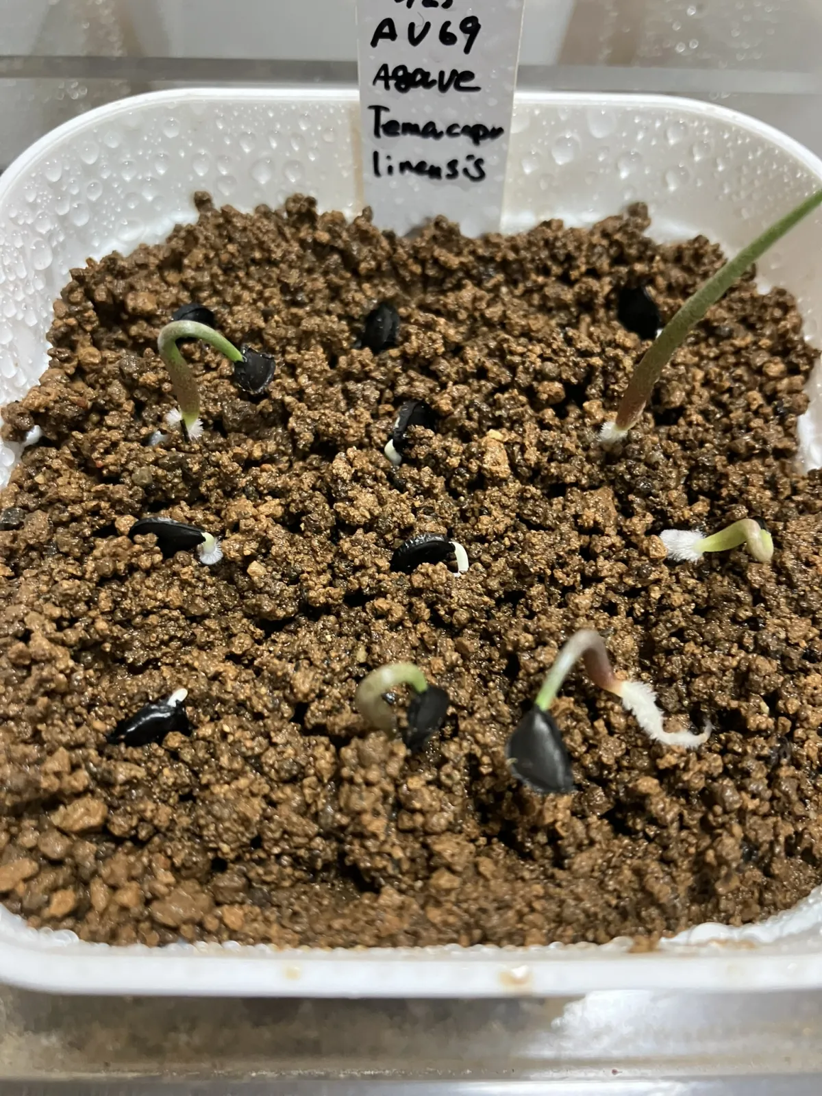 Agave temacapulinensis (アガベ テマカプリネンシス)